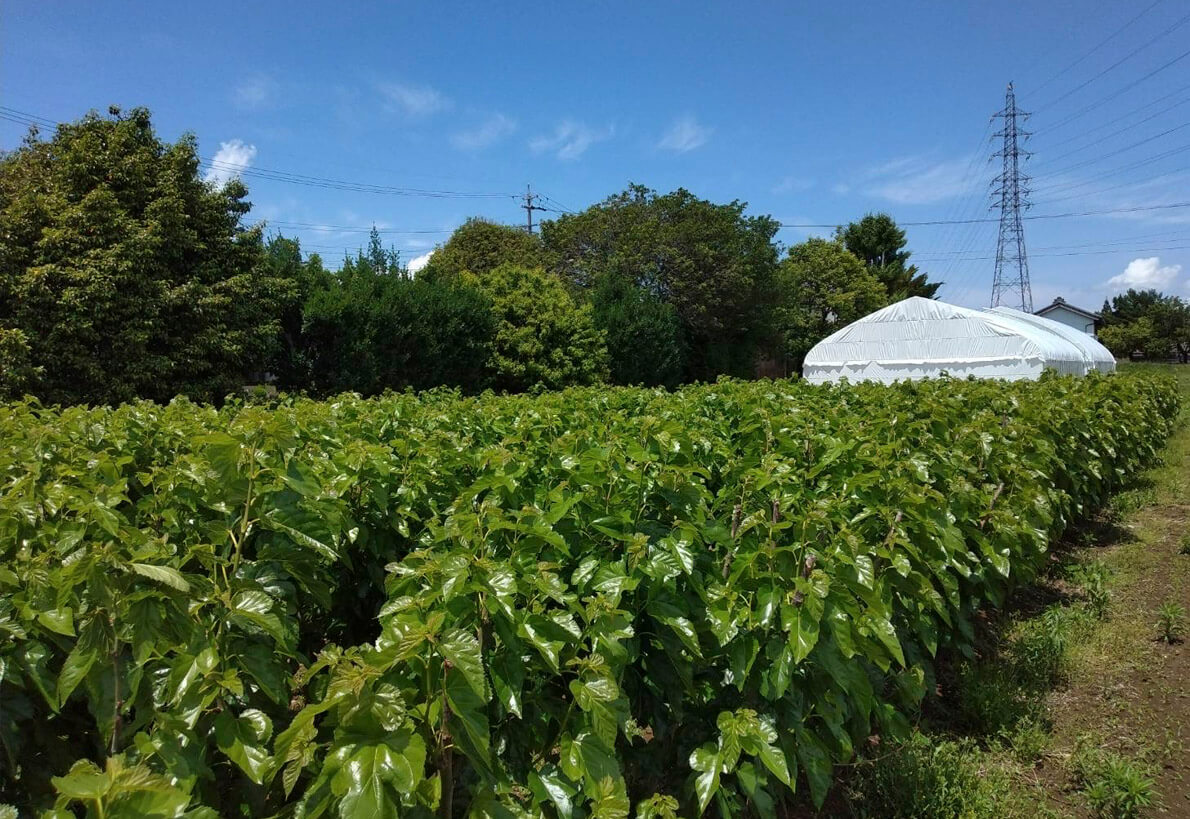 緑一面に茂った桑園