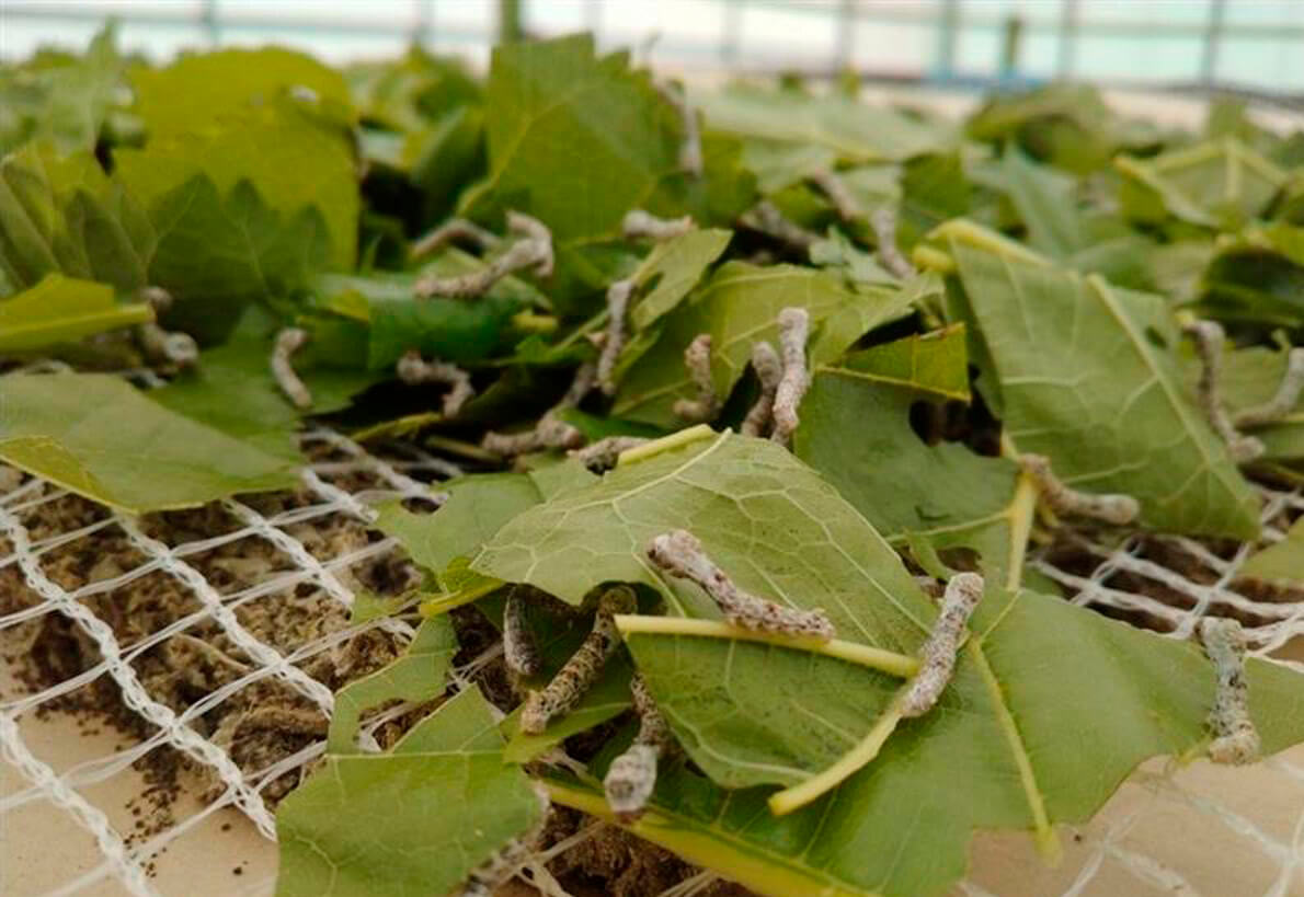 太平長安、三齢起蚕の桑付けの様子